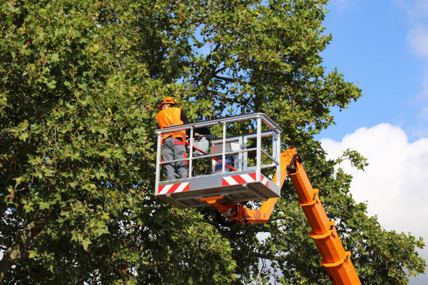 Best Fruit Tree Pruning  in Bunk Foss, WA